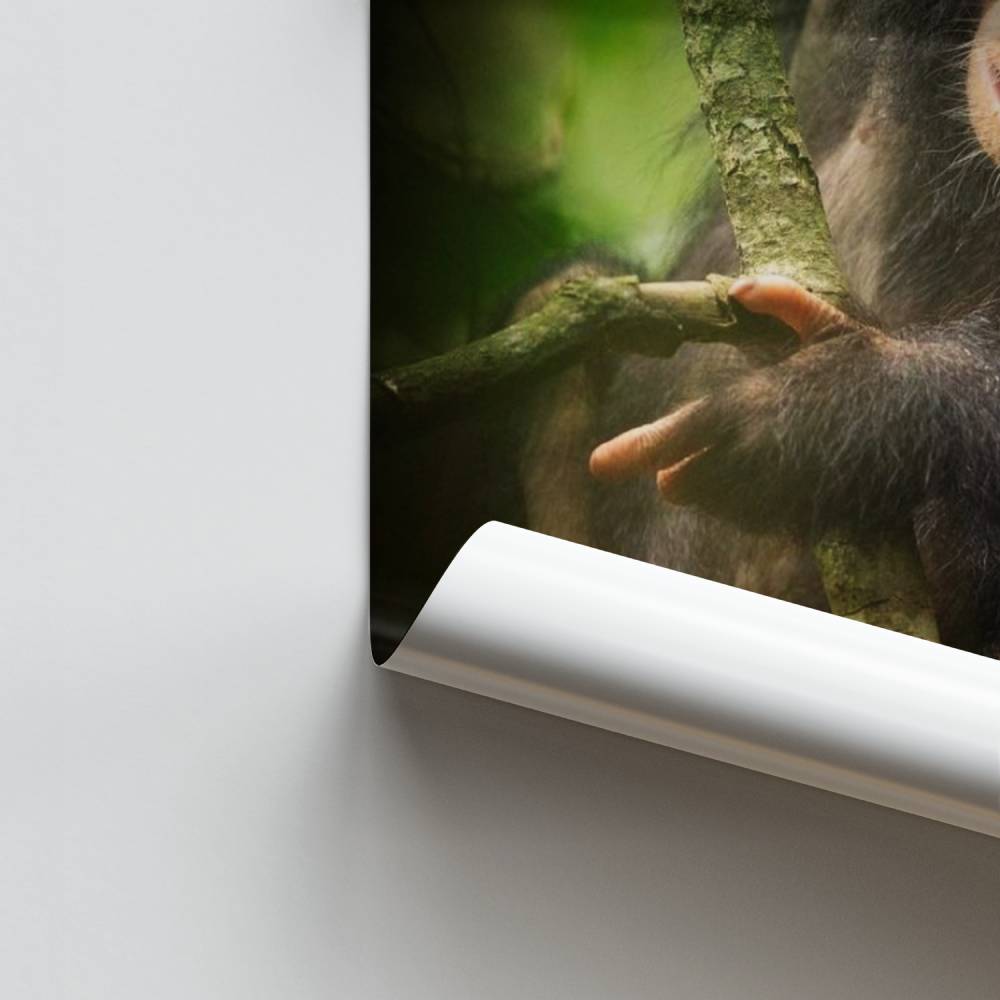 Poster del primate della giungla