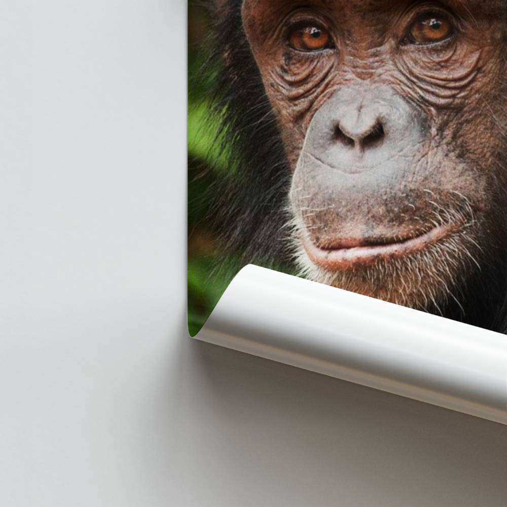 Poster La saggezza della scimmia