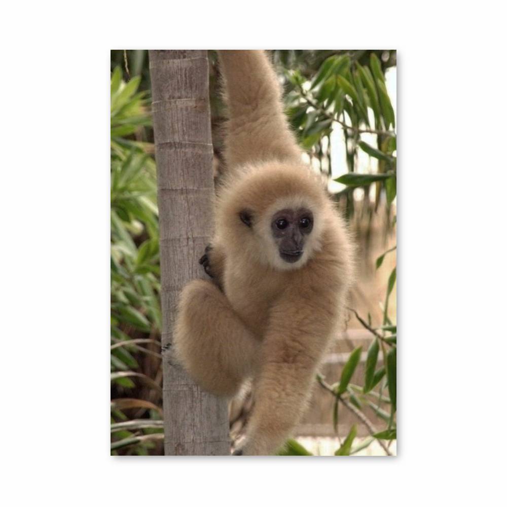 Poster Gibbon Jungle
