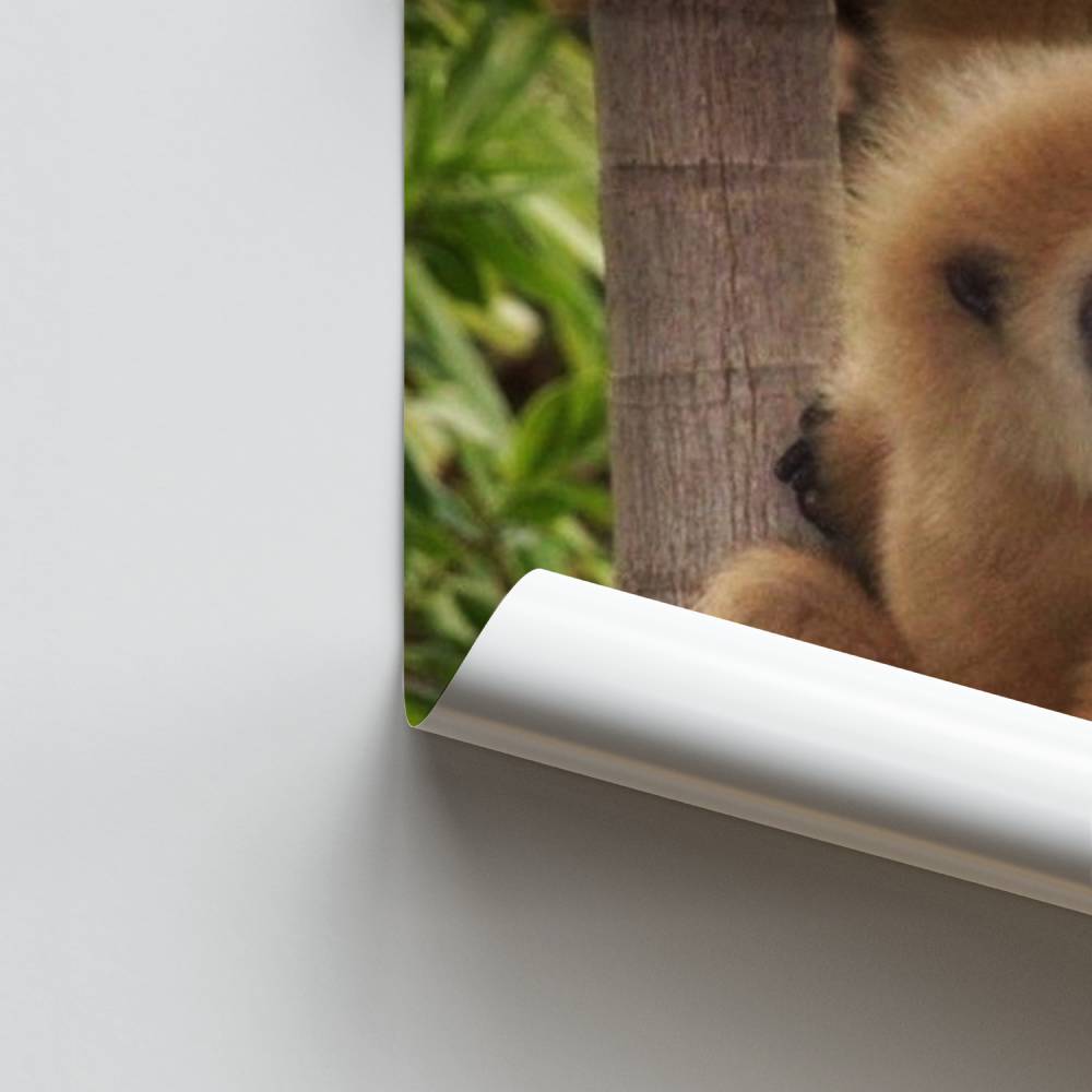 Poster della giungla del gibbone