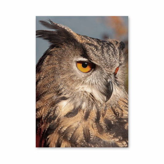 Poster Regard du Hibou