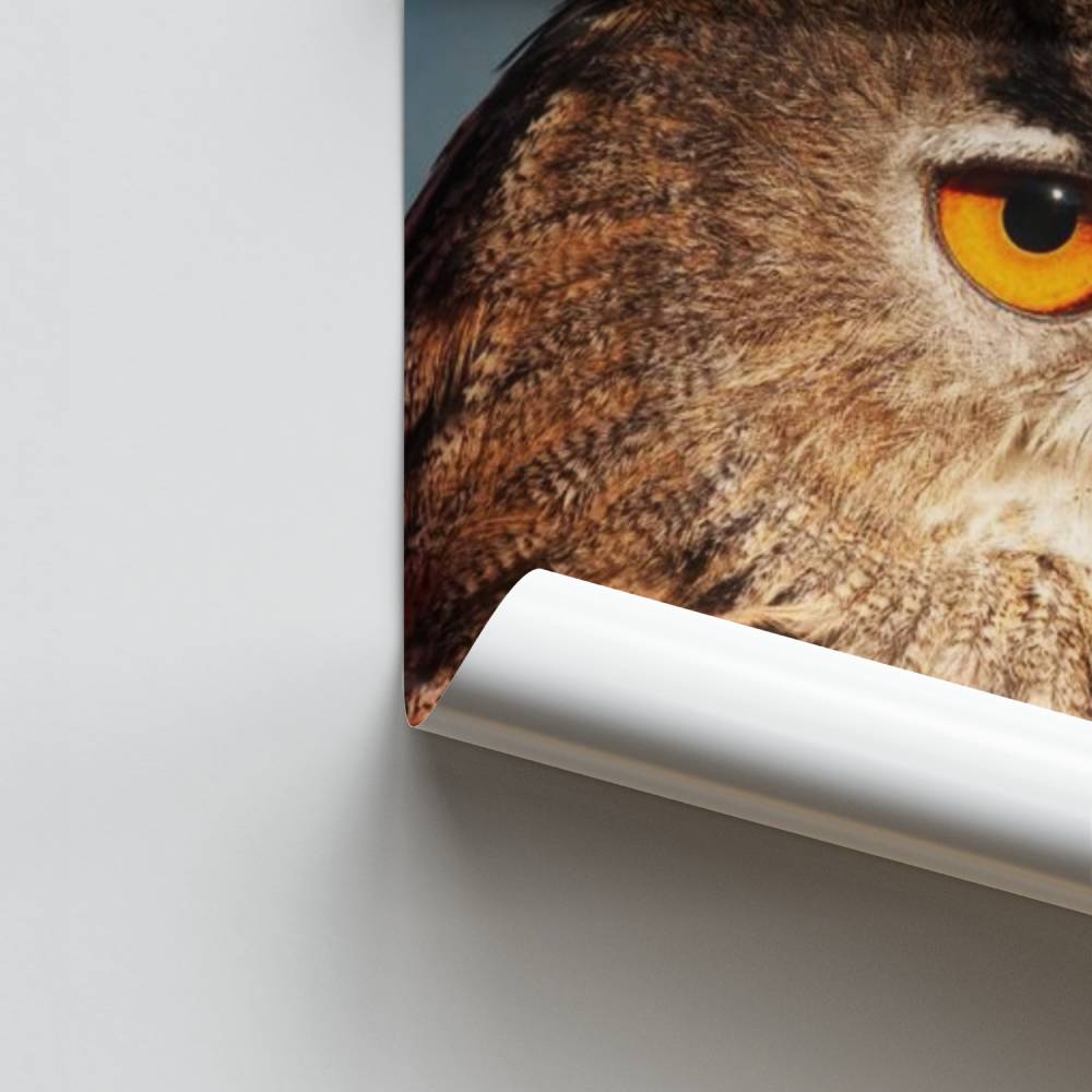 Poster Lo sguardo della civetta