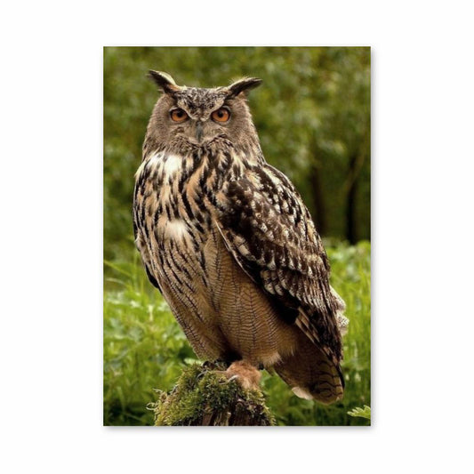 Poster Majesté Chouette