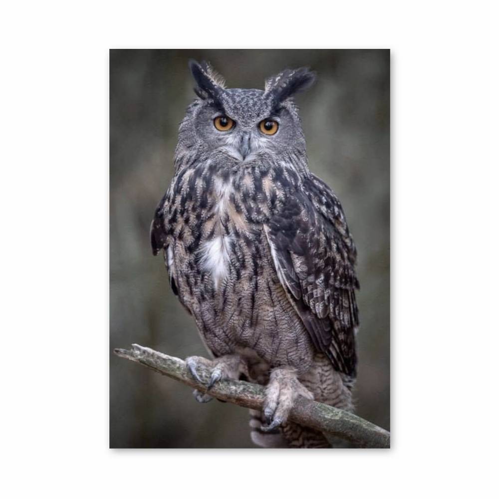 Poster Grand-Duc Majestueux