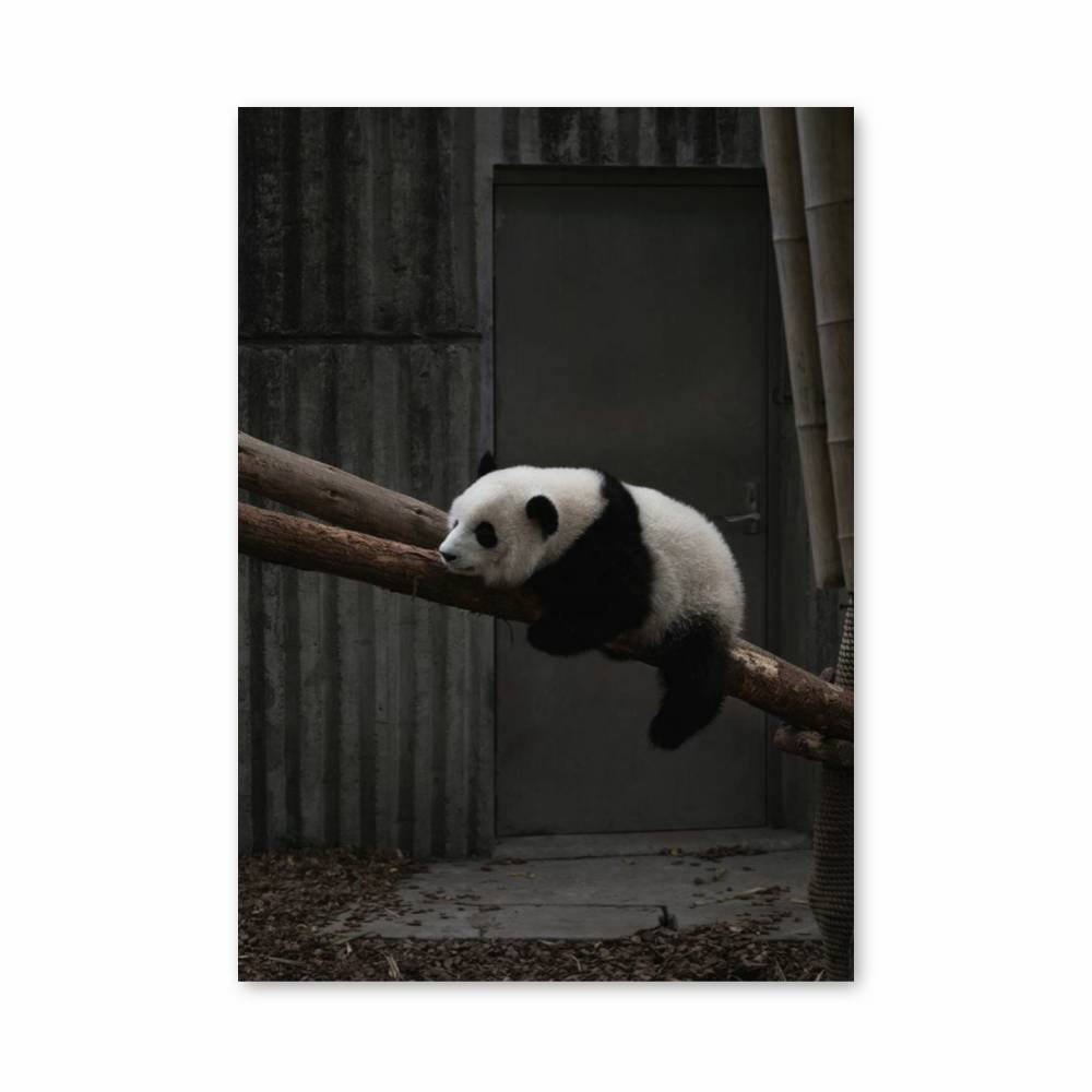 Poster Panda Rêveur