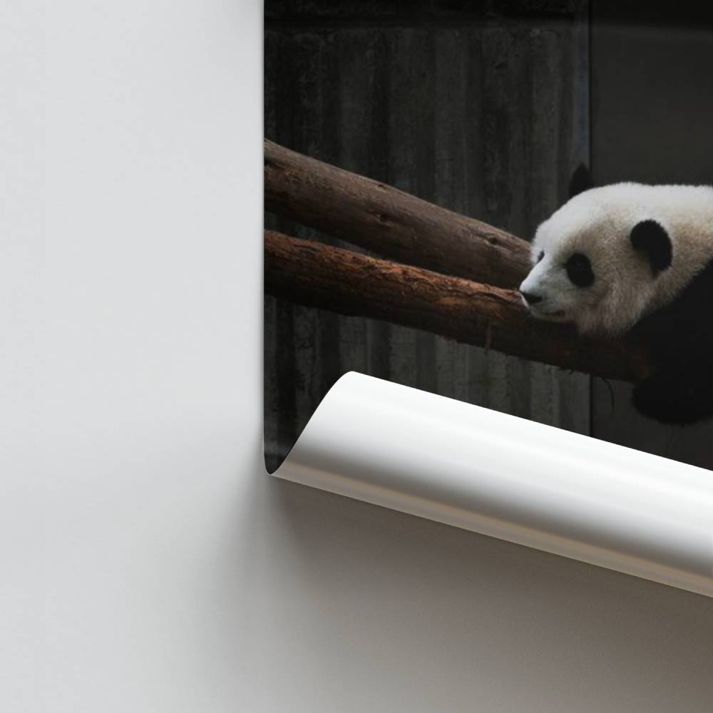 Poster del panda sognante