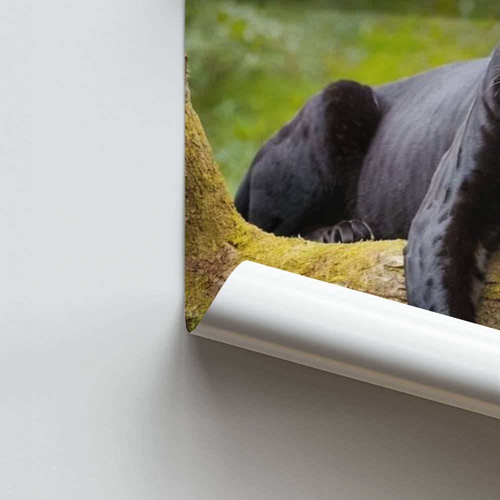 Elegante poster della pantera