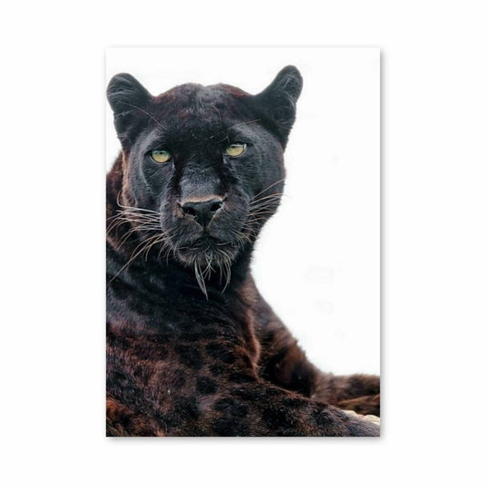 Poster Majesté Nocturne