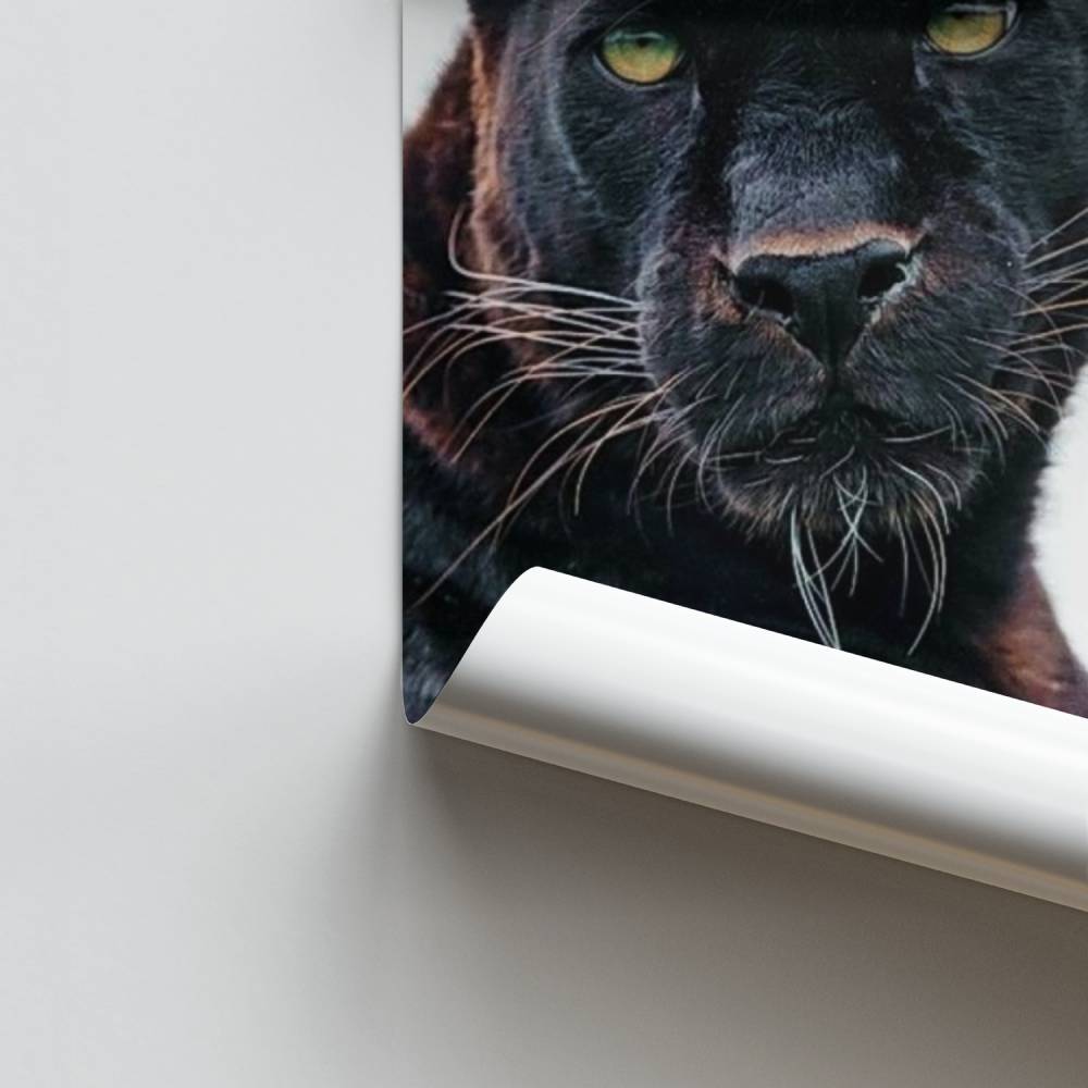 Poster di Maestà notturna