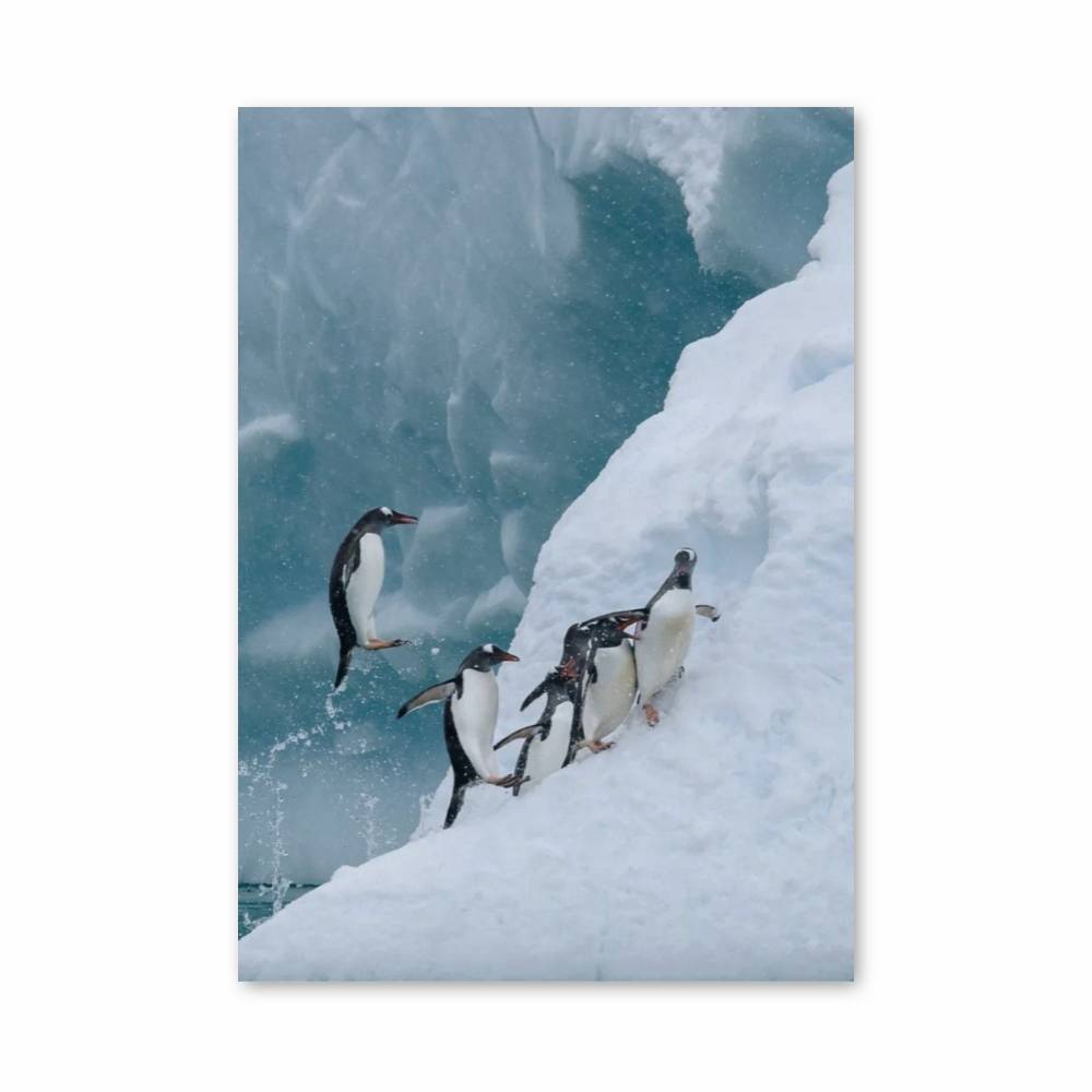 Poster Marche des Pingouins