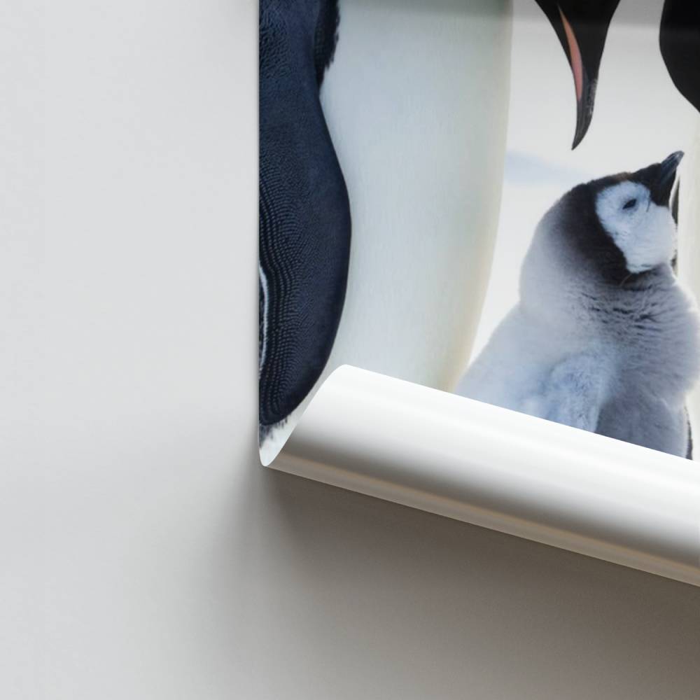 Manifesto della famiglia imperiale