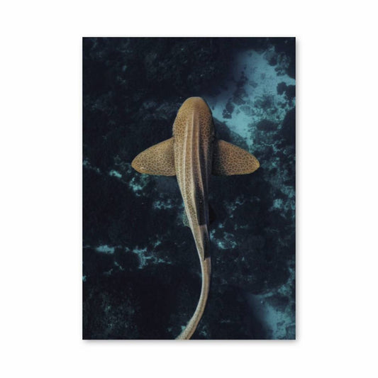 Poster Requin Zénitude