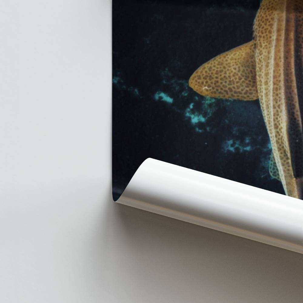 Poster Zenitudine dello squalo