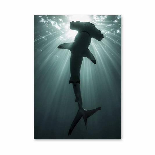 Poster Requin Lumière