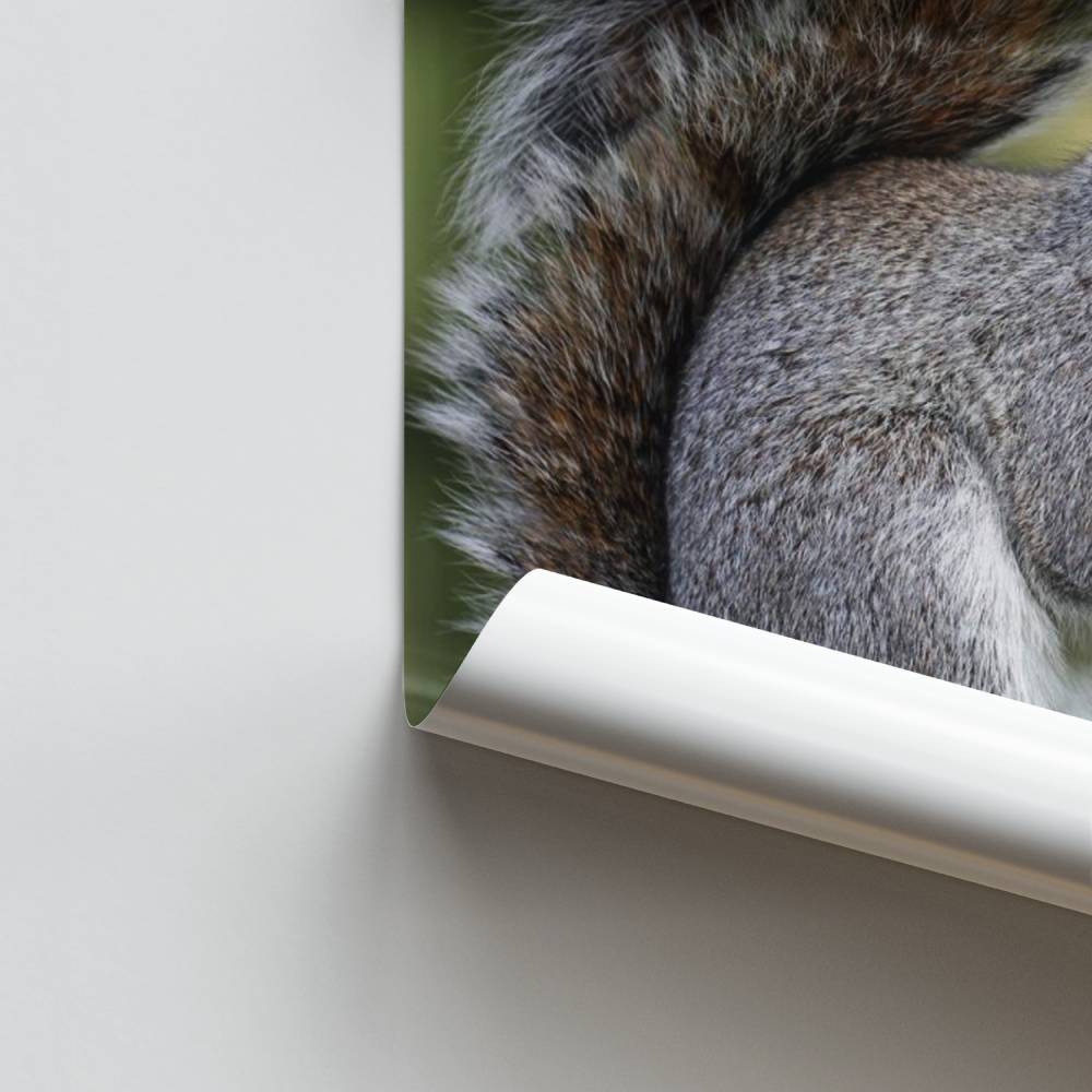 Poster di scoiattolo sorpreso
