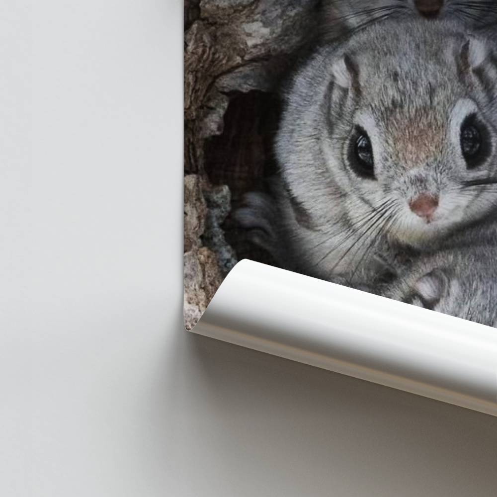 Poster Trio d'Écureuils