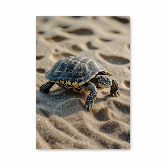 Poster Tortue des Sables
