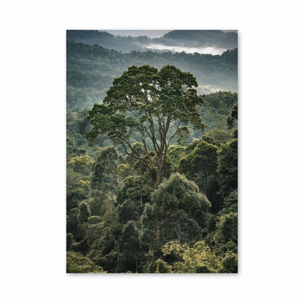 Poster Arbre de la Jungle