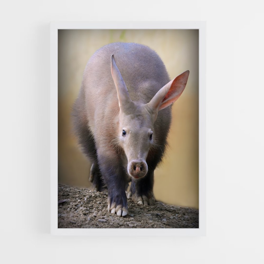 ap-aardvark-1 cadre Blanc
