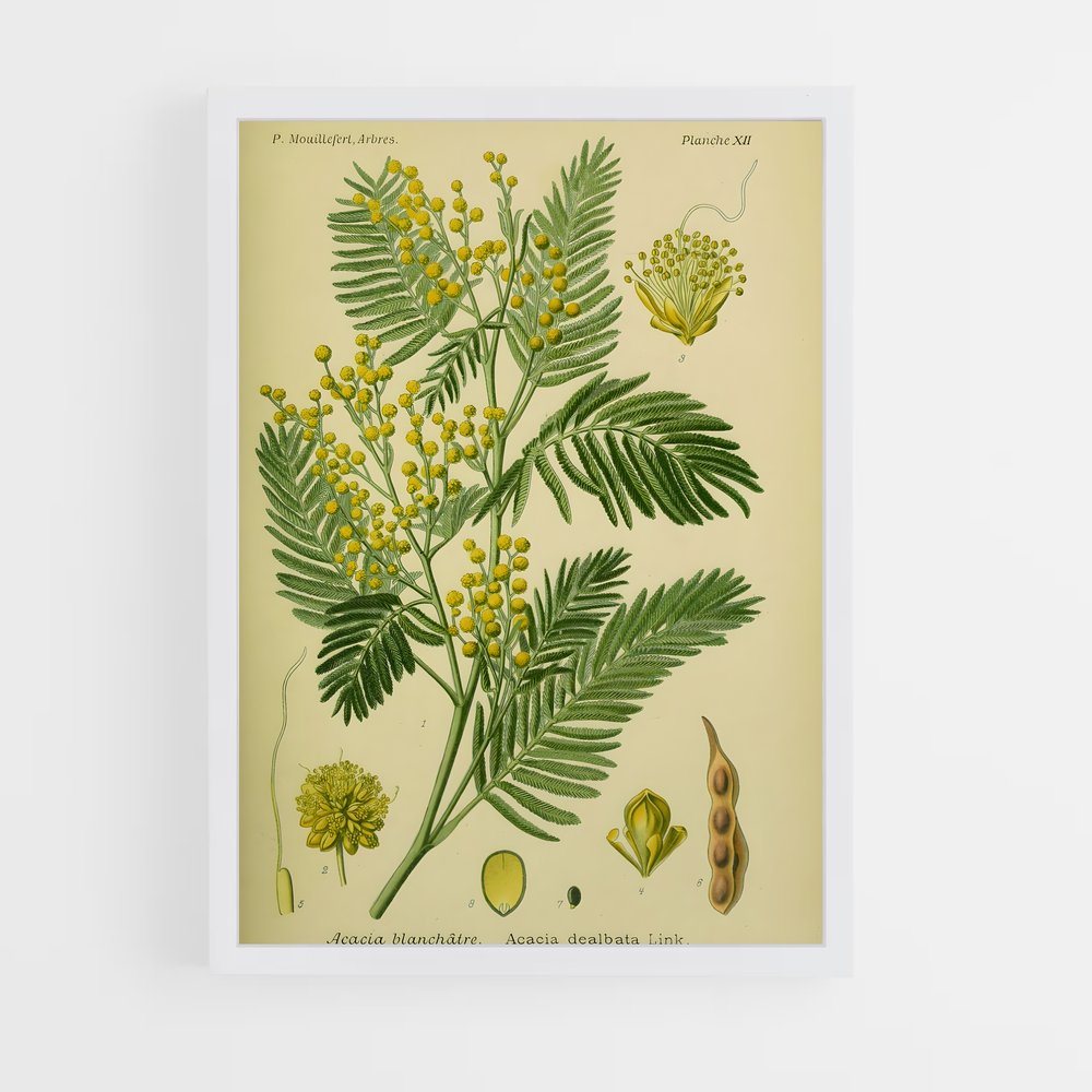 ap-acacia-2 cadre Blanc