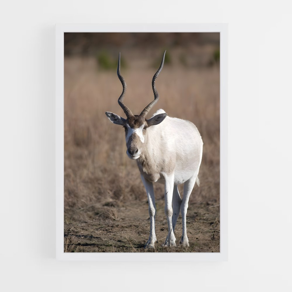 ap-addax-1 cadre Blanc