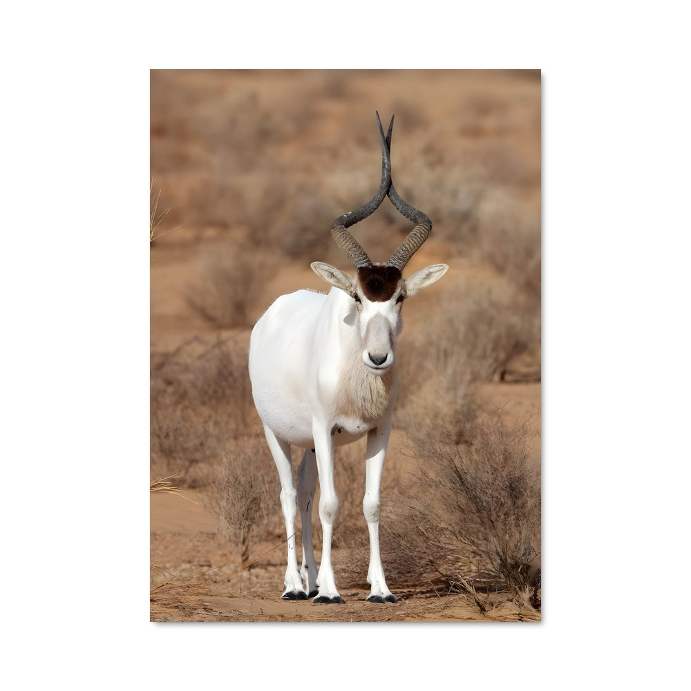Poster L'Envol de l'Addax