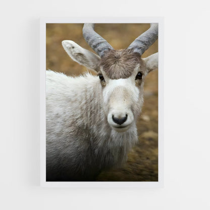 ap-addax-3 cadre Blanc
