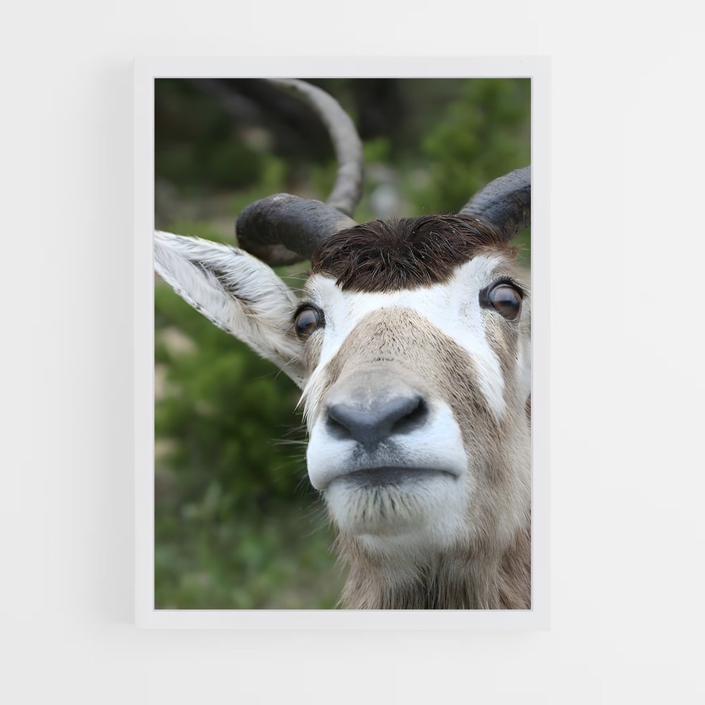 ap-addax-5 cadre Blanc