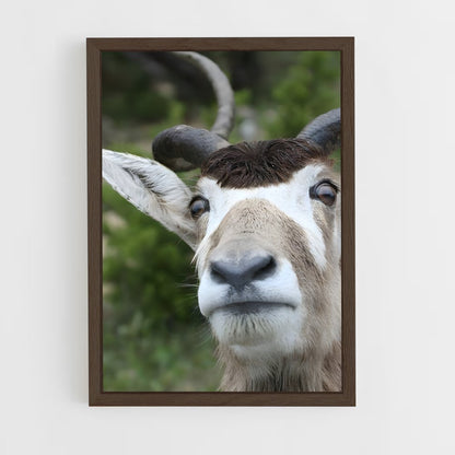 ap-addax-5 cadre Bois foncé