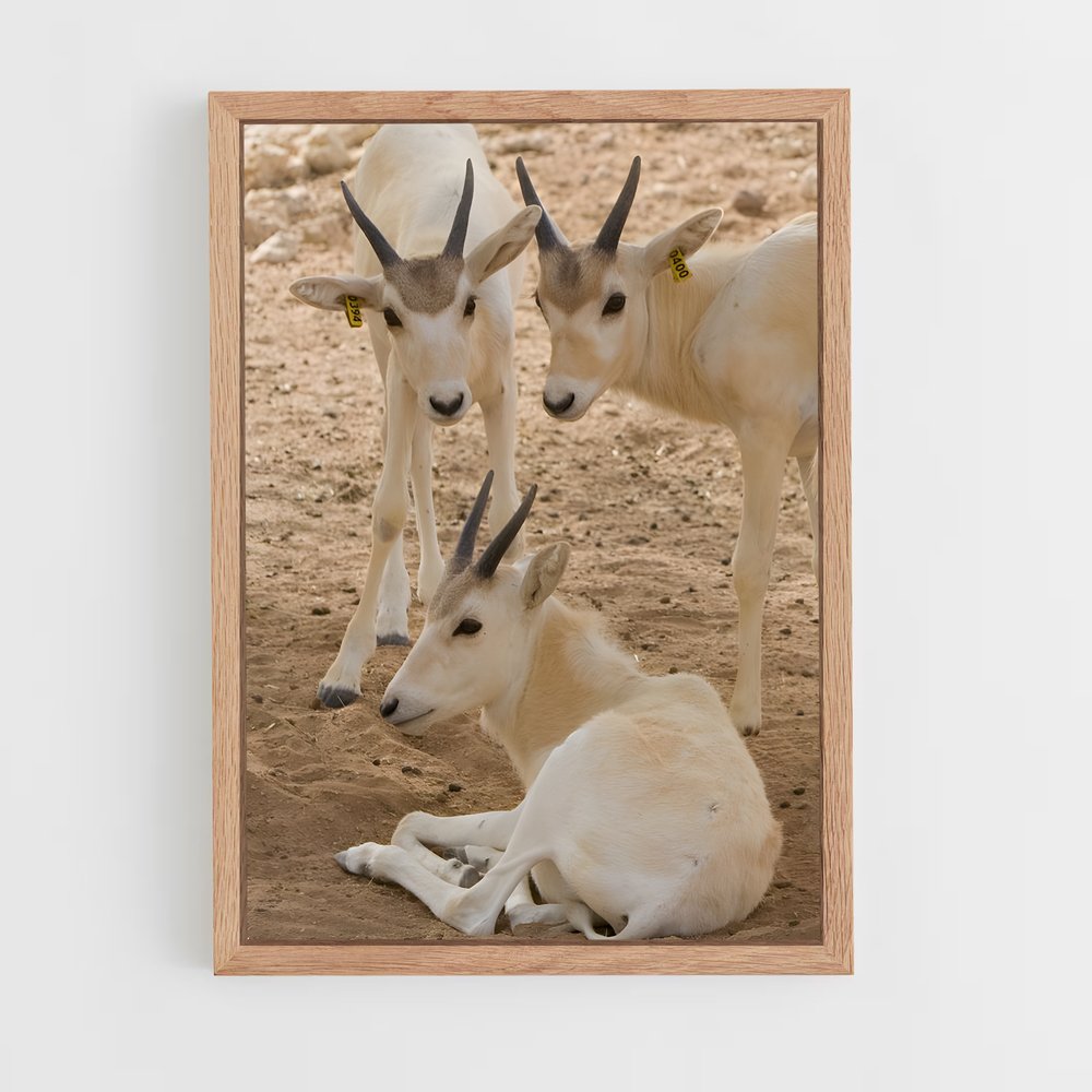 ap-addax-6 cadre Bois clair