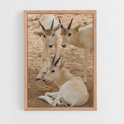 ap-addax-6 cadre Bois clair