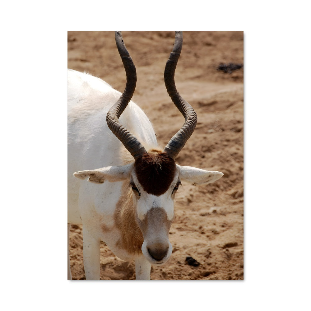 Poster La Chèvre Errante