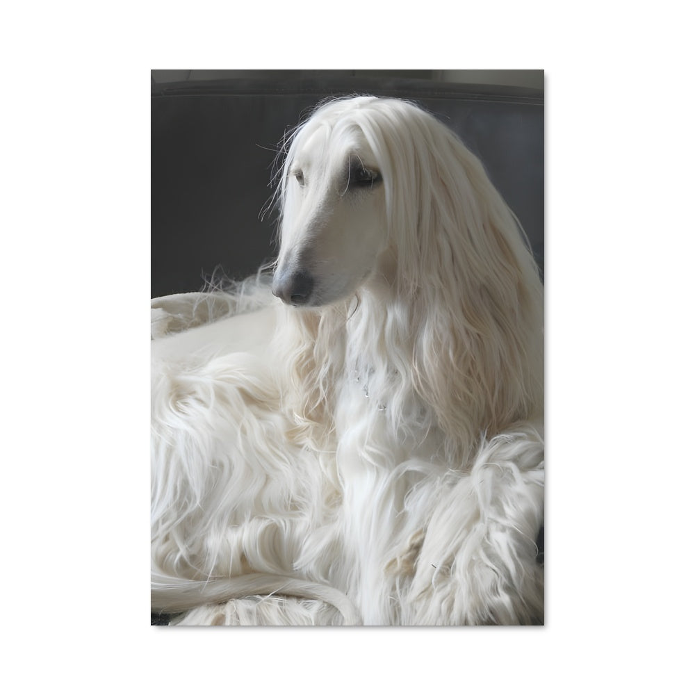 Poster Douceur Afghan