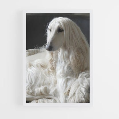 ap-afghan hound-1 cadre Blanc