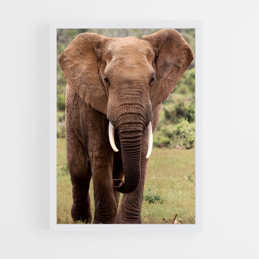 ap-african elephant-1 cadre Blanc