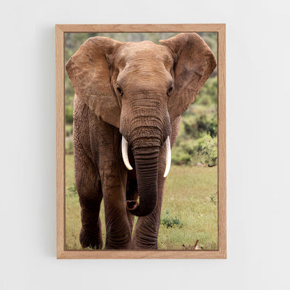 ap-african elephant-1 cadre Bois clair