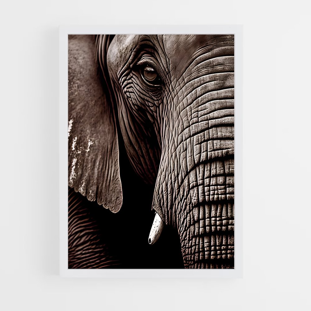 ap-african elephant-5 cadre Blanc