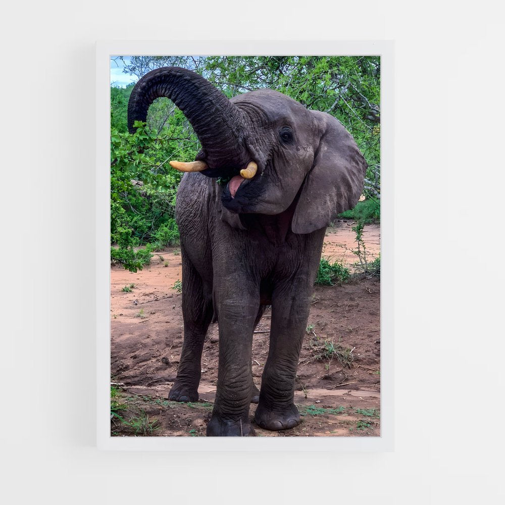 ap-african elephant-7 cadre Blanc