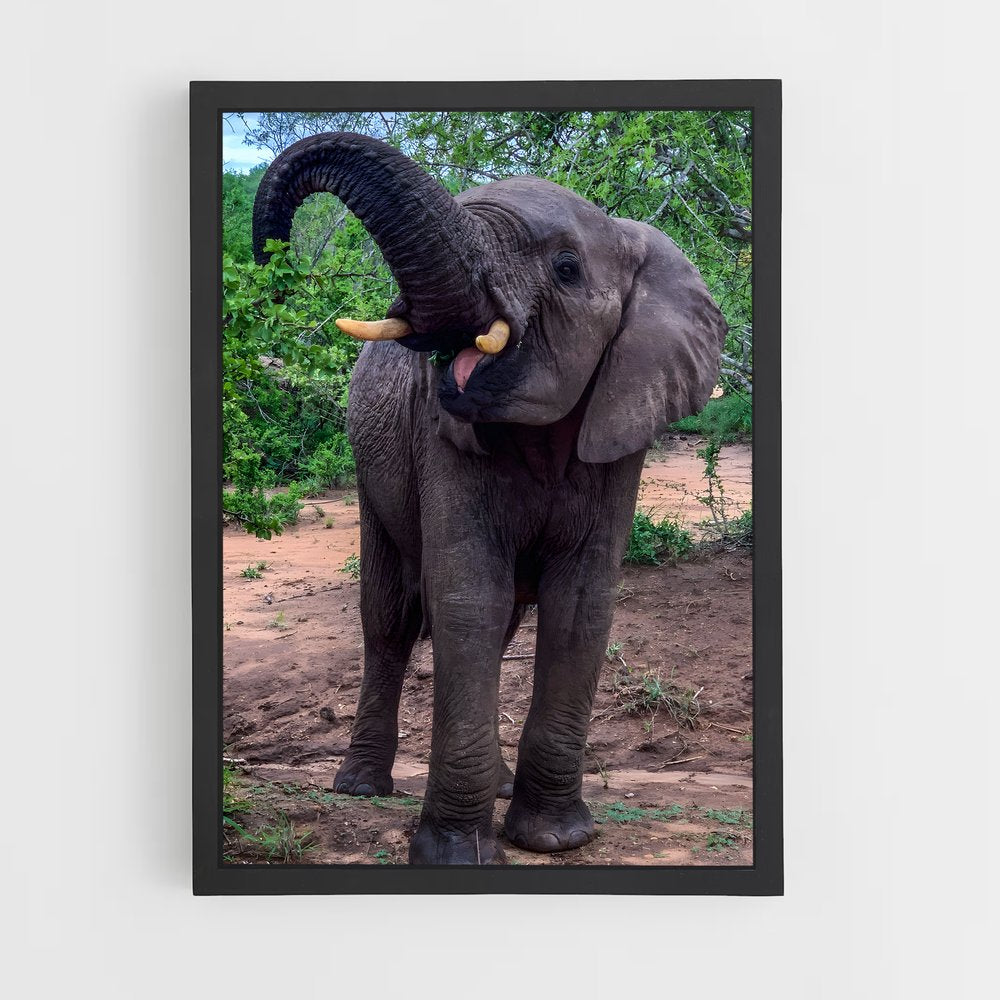 ap-african elephant-7 cadre Noir