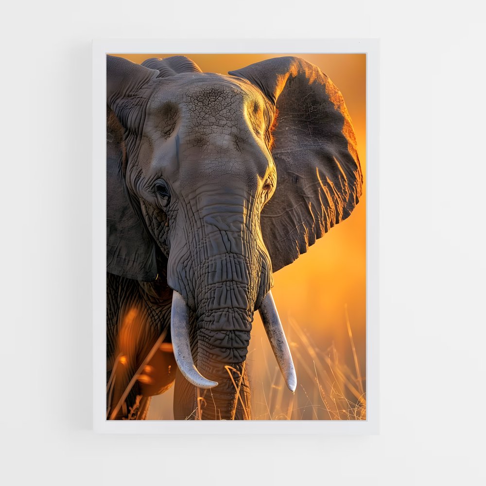 ap-african elephant-8 cadre Blanc
