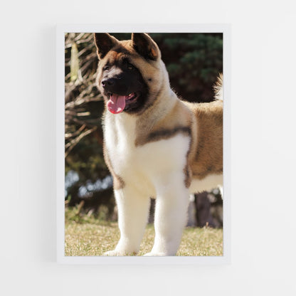 ap-akita-5 cadre Blanc