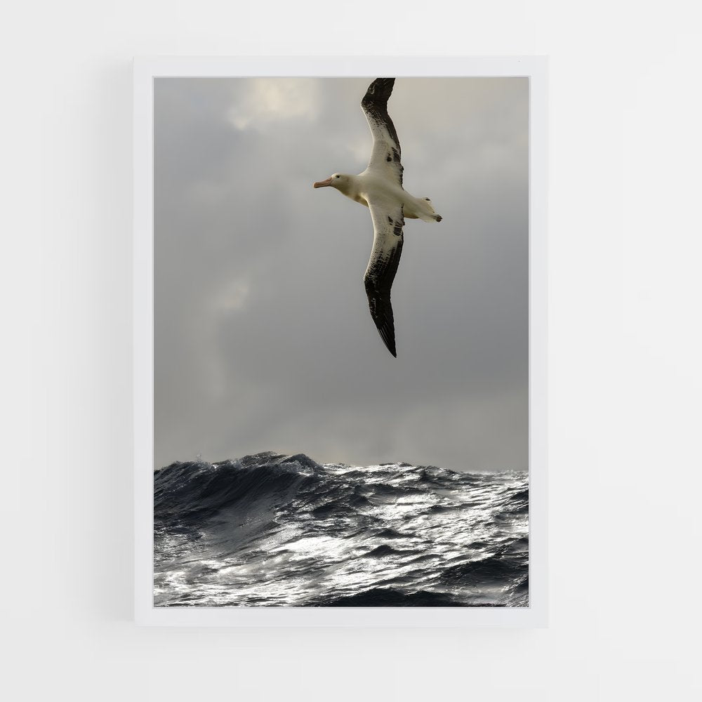 ap-albatross-3 cadre Blanc