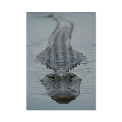 Poster Crocodile Groove