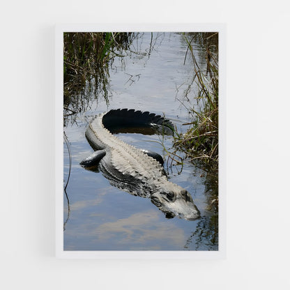 ap-alligator-4 cadre Blanc