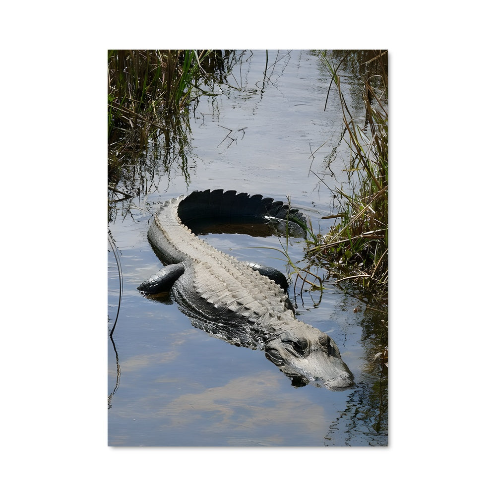 Poster Crocodile Dream