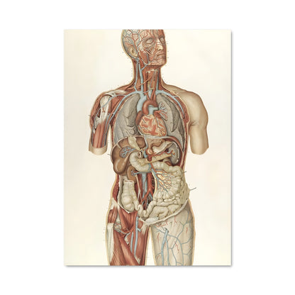 Poster Anatomie Torse