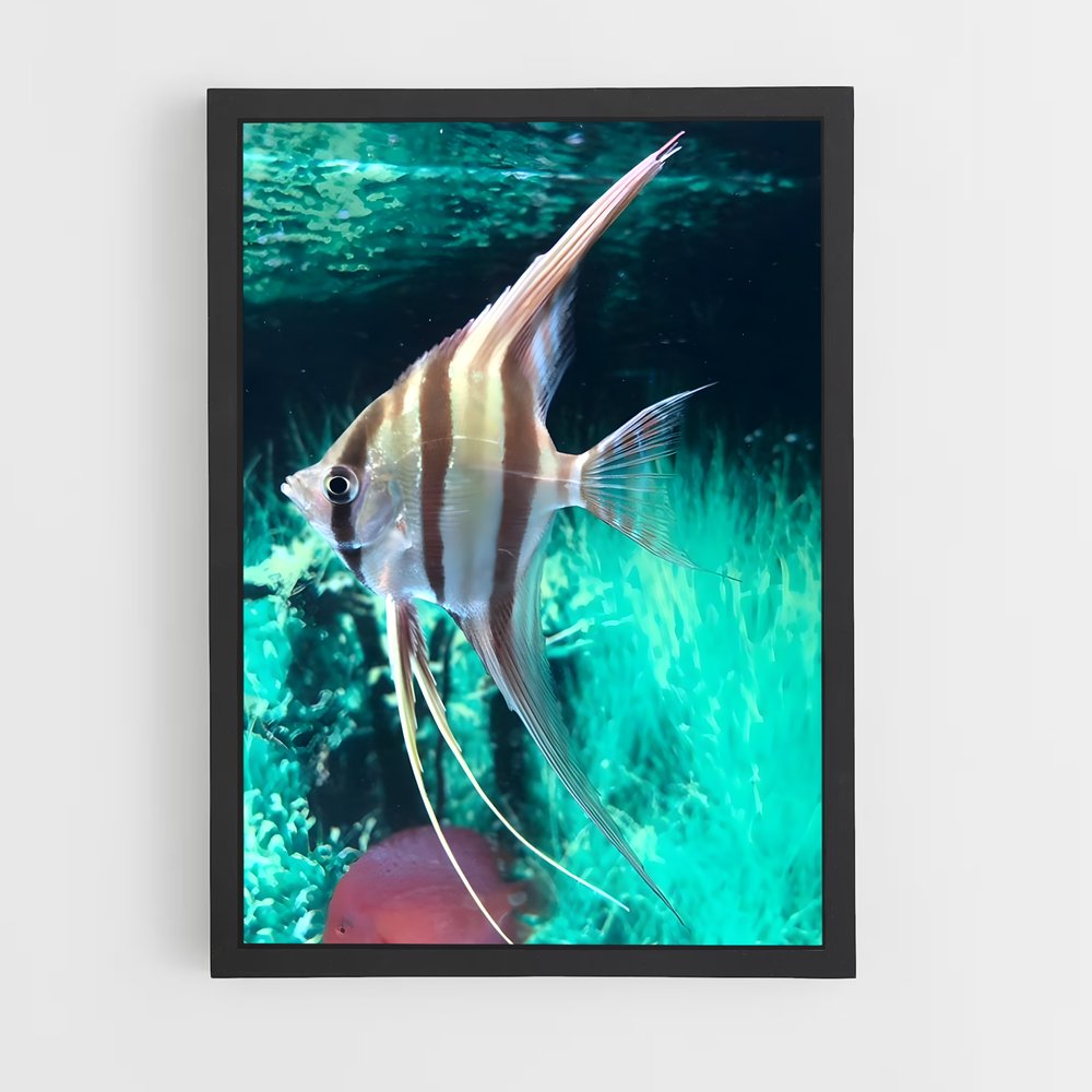 ap-angelfish-2 cadre Noir