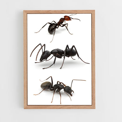 ap-ant-3 cadre Bois clair