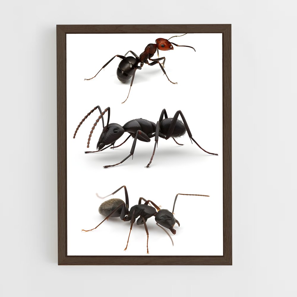 ap-ant-3 cadre Bois foncé