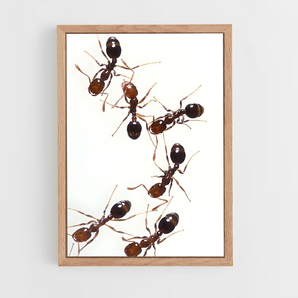 ap-ant-5 cadre Bois clair